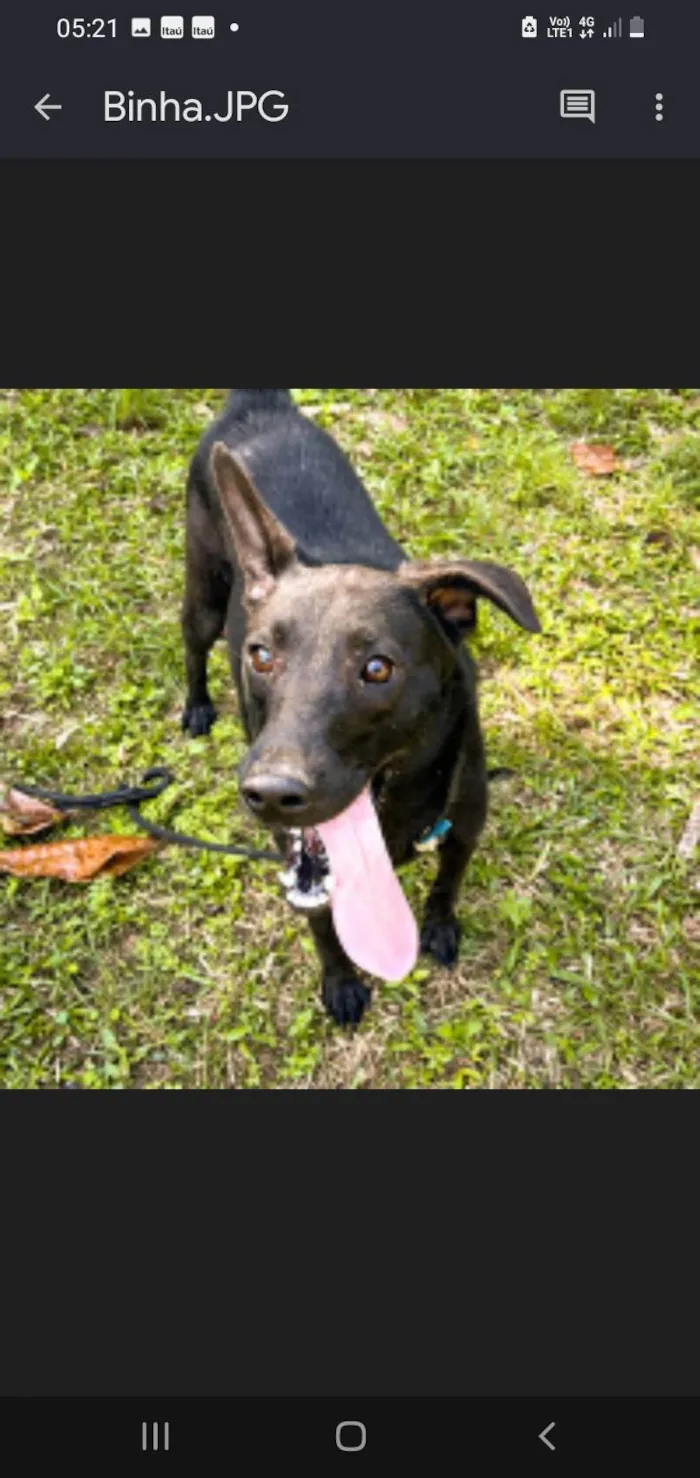 Cachorro ra a SRD-ViraLata idade 2 anos nome Binha