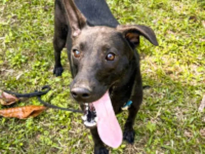 Cachorro ra a SRD-ViraLata idade 2 anos nome Binha