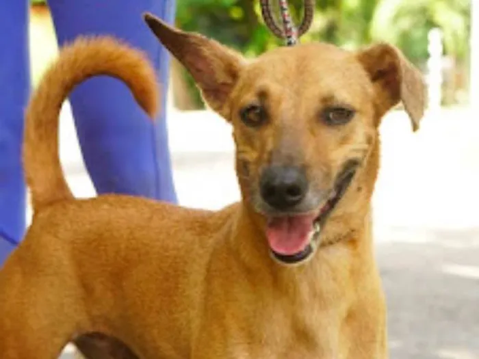 Cachorro ra a SRD-ViraLata idade 2 anos nome Benjamin 