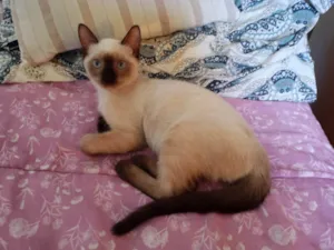 Gato raça SRD-ViraLata idade 2 a 6 meses nome Rick