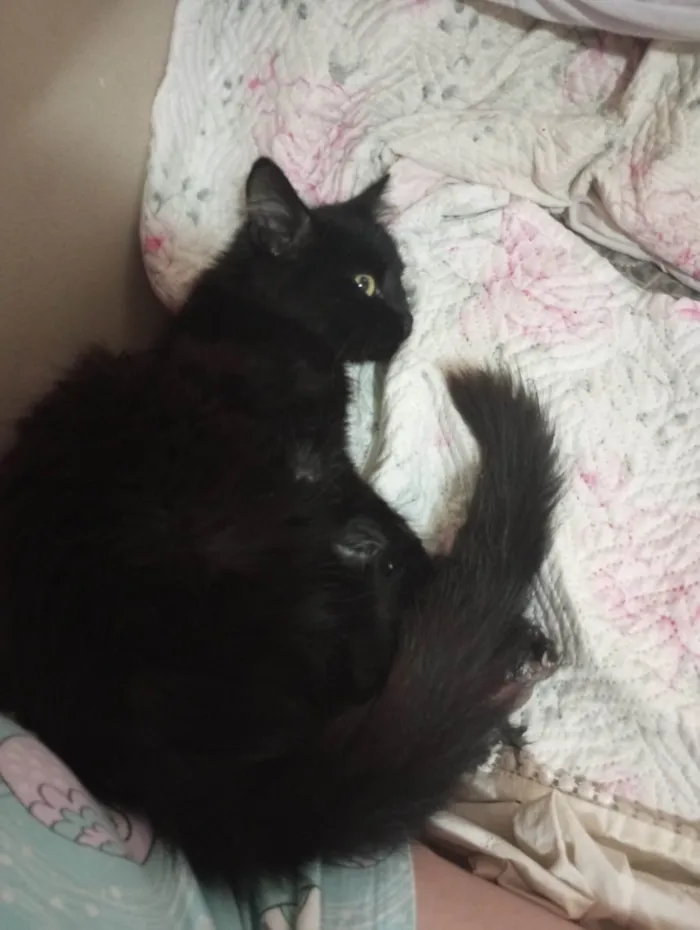 Gato ra a SRD-ViraLata idade 2 a 6 meses nome Já foi adotado