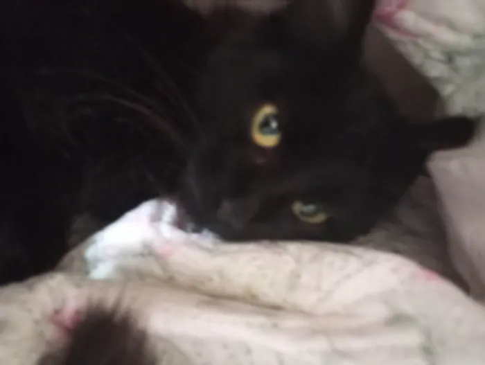 Gato ra a SRD-ViraLata idade 2 a 6 meses nome Já foi adotado
