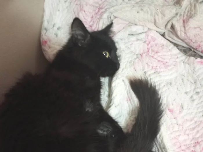 Gato ra a SRD-ViraLata idade 2 a 6 meses nome Já foi adotado