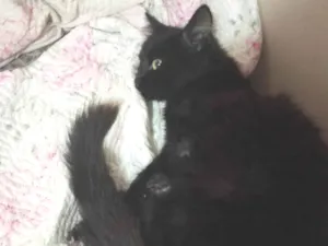 Gato raça SRD-ViraLata idade 2 a 6 meses nome Já foi adotado