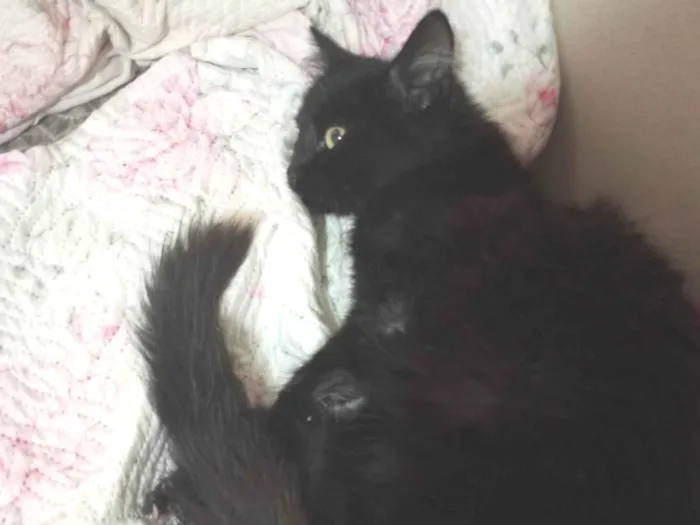 Gato ra a SRD-ViraLata idade 2 a 6 meses nome Já foi adotado