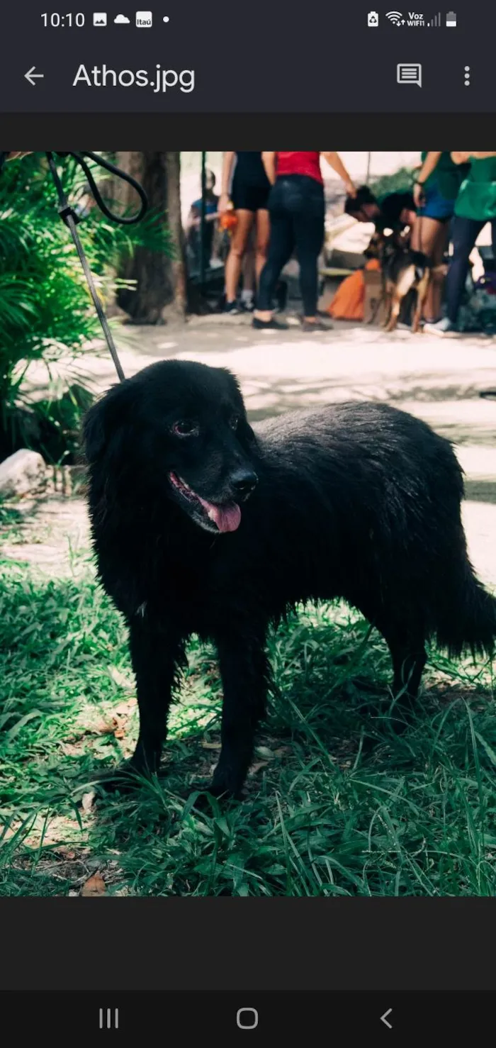 Cachorro ra a SRD-ViraLata idade 6 ou mais anos nome Athos