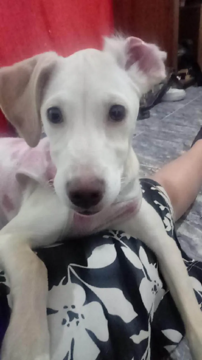 Cachorro ra a Pye dog  idade 2 a 6 meses nome Rosinha 