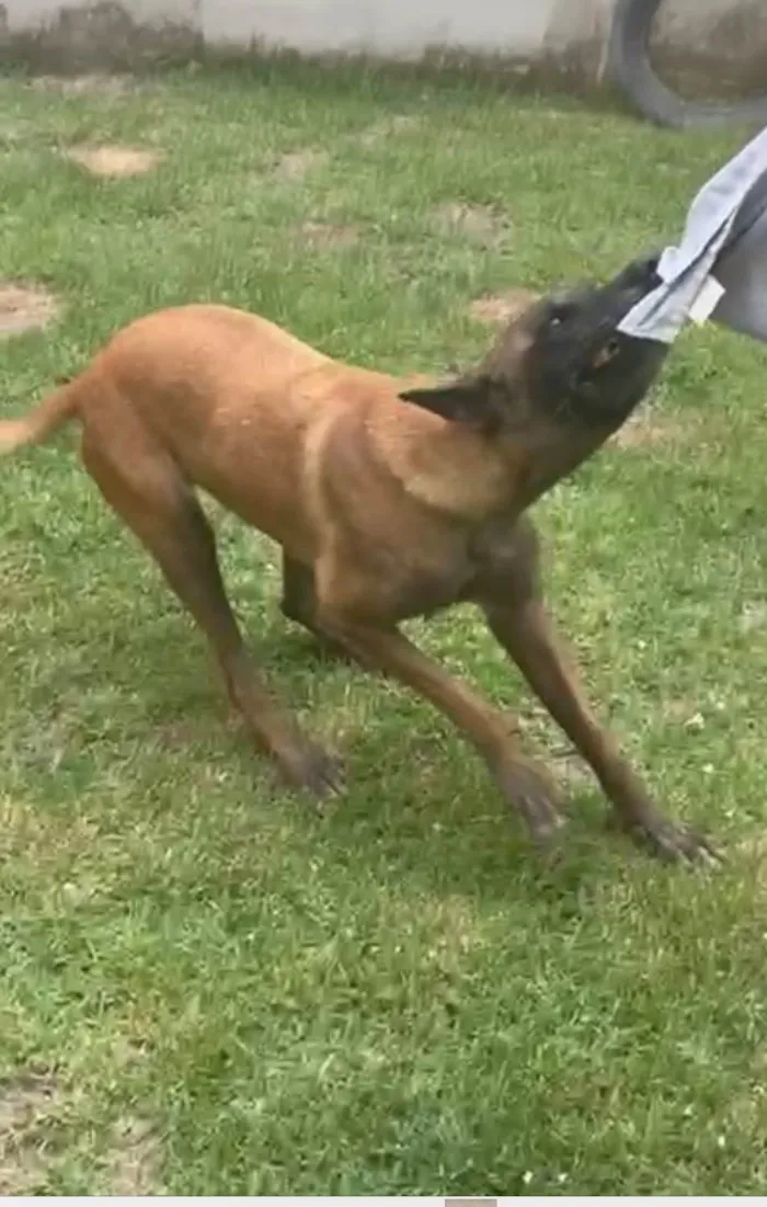 Cachorro ra a Pastor Alemão idade 5 anos nome Luna