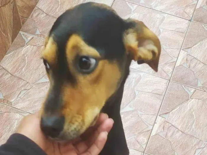 Cachorro ra a SRD-ViraLata idade 2 a 6 meses nome Neguinha 