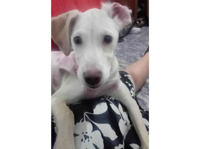 Cachorro ra a Pye dog  idade 2 a 6 meses nome Rosinha 