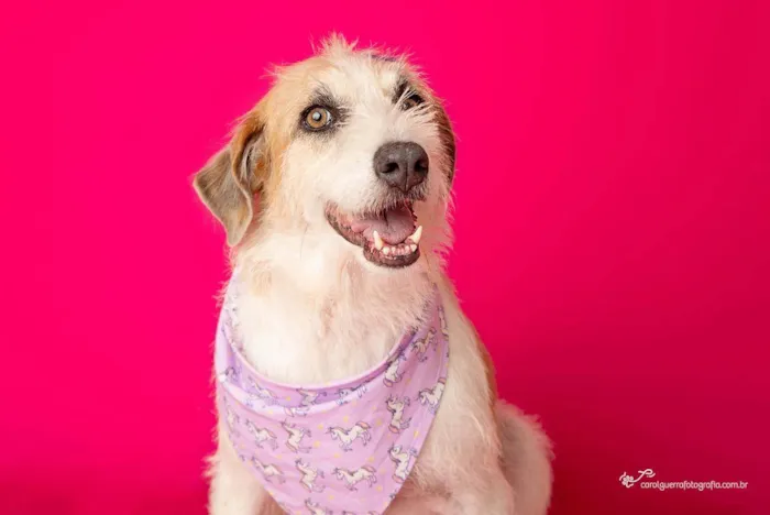 Cachorro ra a SRD-ViraLata idade 2 anos nome Emy