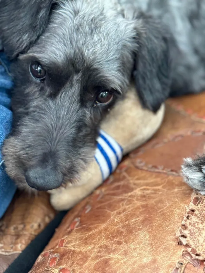 Cachorro ra a SRD-ViraLata idade 1 ano nome Frederico 