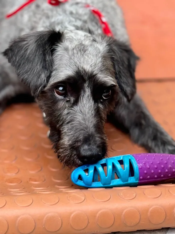 Cachorro ra a SRD-ViraLata idade 1 ano nome Frederico 