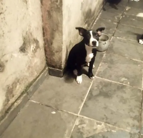 Cachorro ra a SRD-ViraLata idade 2 a 6 meses nome Oreo bb4meses porteP 