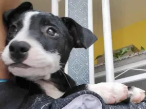 Cachorro raça SRD-ViraLata idade 2 a 6 meses nome Oreo bb4meses porteP 