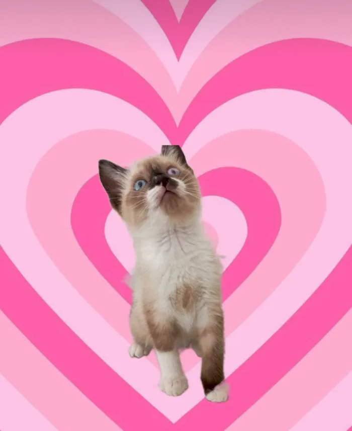 Gato ra a SRD-ViraLata idade 2 a 6 meses nome Chocolat 2meses 
