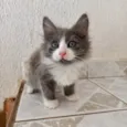 Pompom bb2meses pelo longo