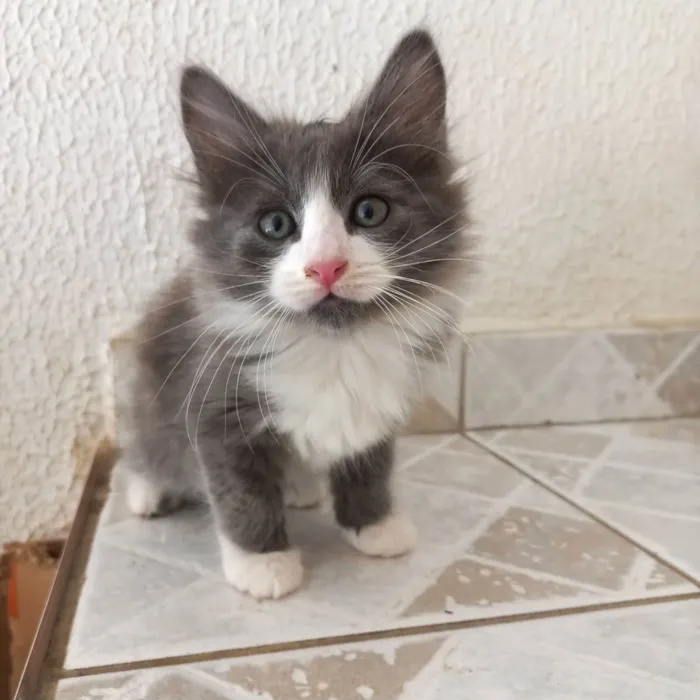 Gato ra a SRD-ViraLata idade 2 a 6 meses nome Pompom bb2meses pelo longo 