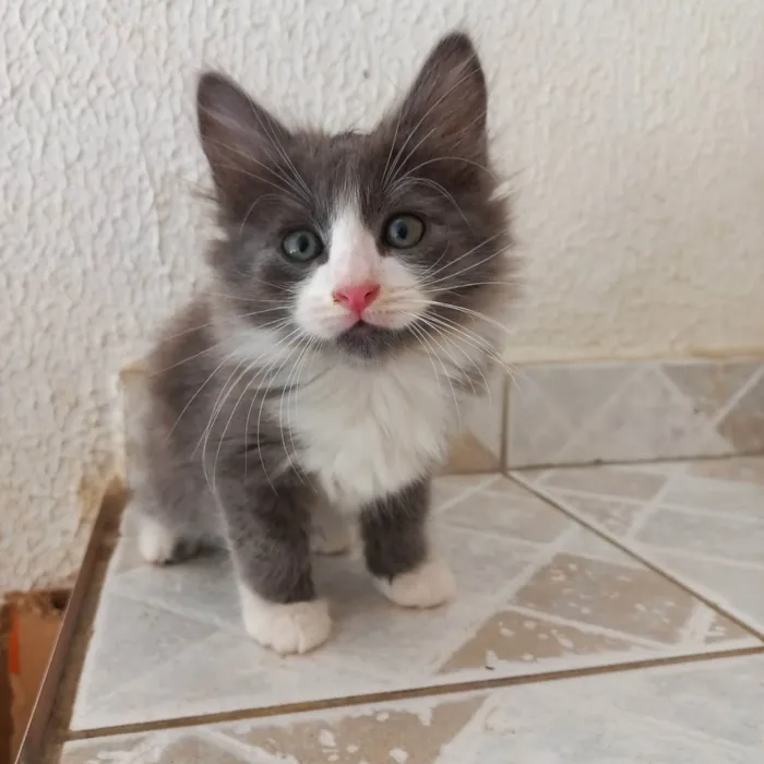 Gato ra a SRD-ViraLata idade 2 a 6 meses nome Pompom bb2meses pelo longo 