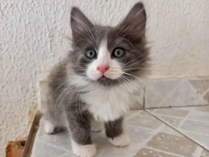 Gato ra a SRD-ViraLata idade 2 a 6 meses nome Pompom bb2meses pelo longo 