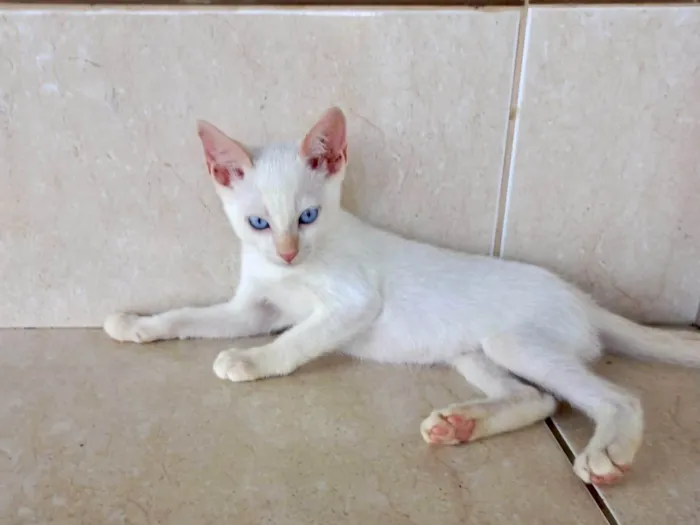 Gato ra a SRD-ViraLata idade 2 a 6 meses nome Yuki bb2meses lindo 
