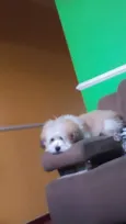 Apolo