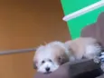 Apolo