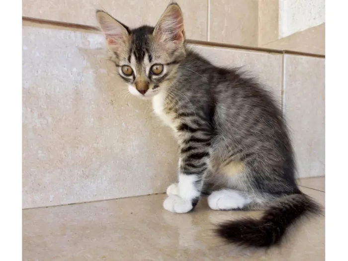 Gato ra a SRD-ViraLata idade 2 a 6 meses nome Caramel bb2meses Linda 