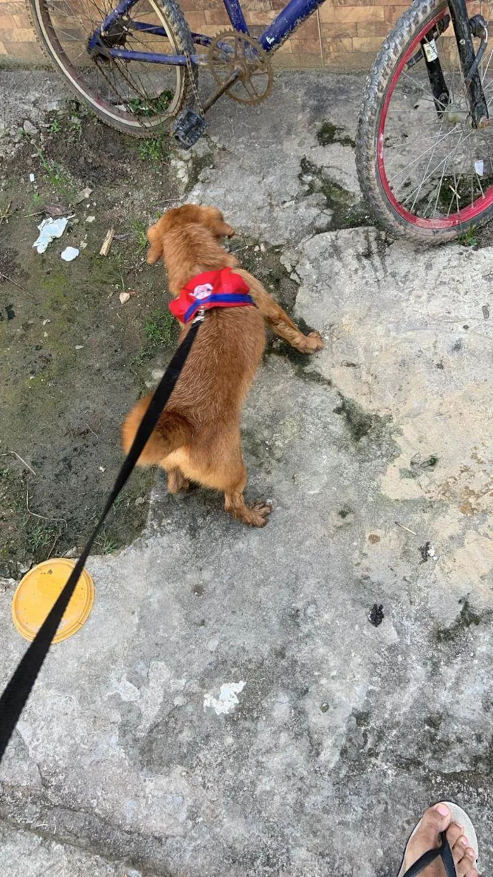 Cachorro ra a SRD-ViraLata idade 2 anos nome Denji