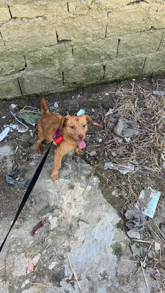 Cachorro ra a SRD-ViraLata idade 2 anos nome Denji