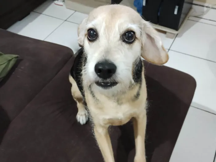 Cachorro ra a SRD-ViraLata idade 5 anos nome Costelinha 