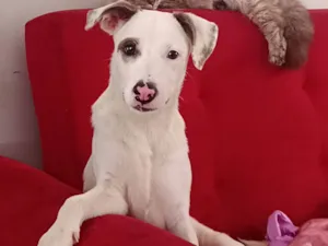 Cachorro raça SRD-ViraLata idade 7 a 11 meses nome Lucky 