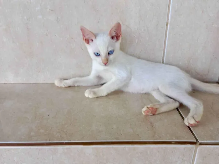 Gato ra a SRD-ViraLata idade 2 a 6 meses nome Yuki bb2meses lindo 