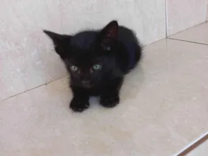 Gato raça SRD-ViraLata idade 2 a 6 meses nome Cacao bb2meses lindo demais 