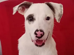 Cachorro raça SRD-ViraLata idade 7 a 11 meses nome Lucky 