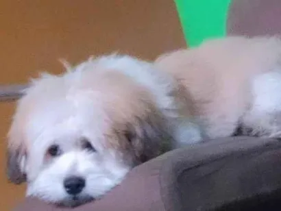 Cachorro raça Lhasa Apso idade 1 ano nome Apolo 