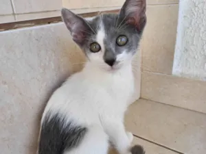 Gato raça SRD-ViraLata idade 2 a 6 meses nome Milky bb2meses Linda demais !!