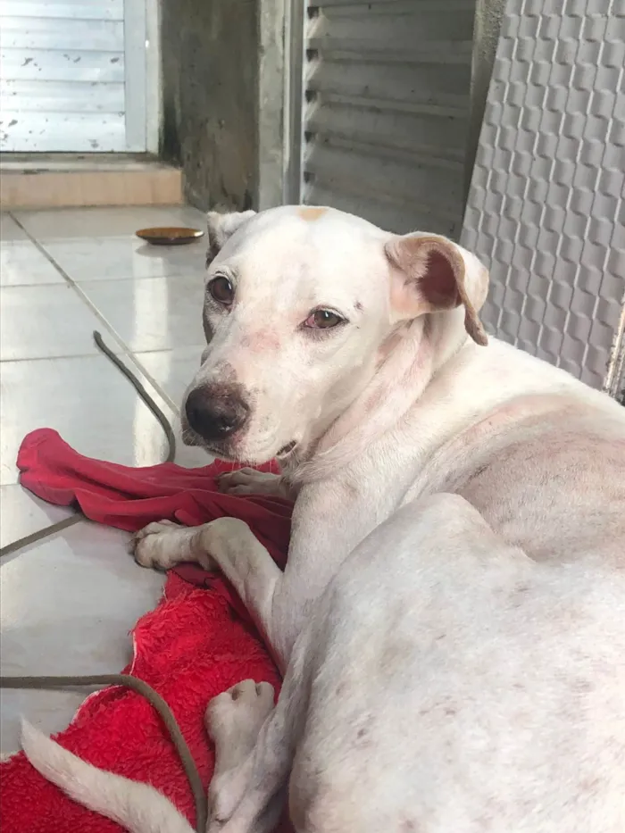 Cachorro ra a SRD-ViraLata idade 2 anos nome Madonna