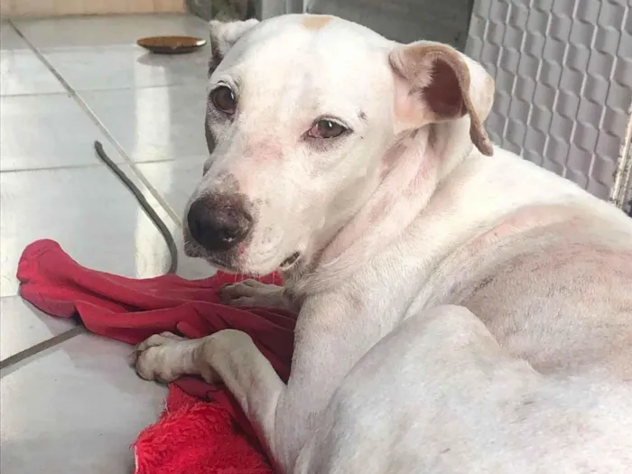 Cachorro ra a SRD-ViraLata idade 2 anos nome Madonna