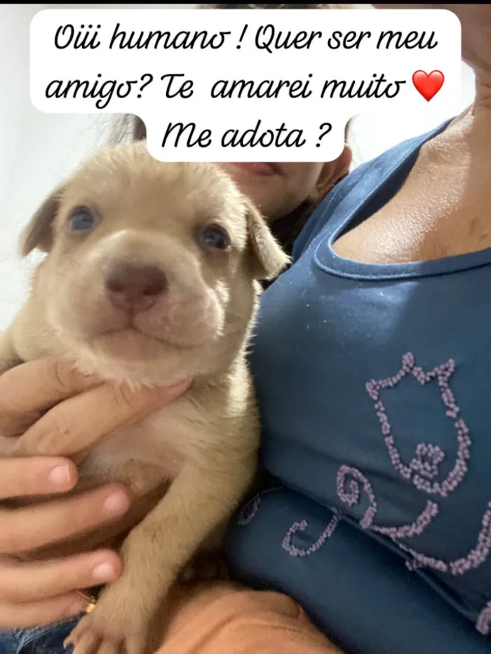 Cachorro ra a Mistura de labrador  com viralata  idade Abaixo de 2 meses nome Ainda não tem 