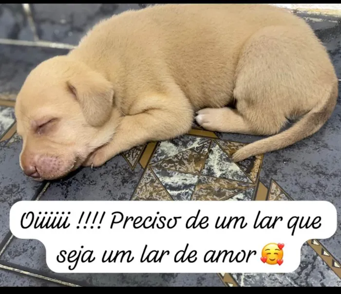 Cachorro ra a Mistura de labrador  com viralata  idade Abaixo de 2 meses nome Ainda não tem 