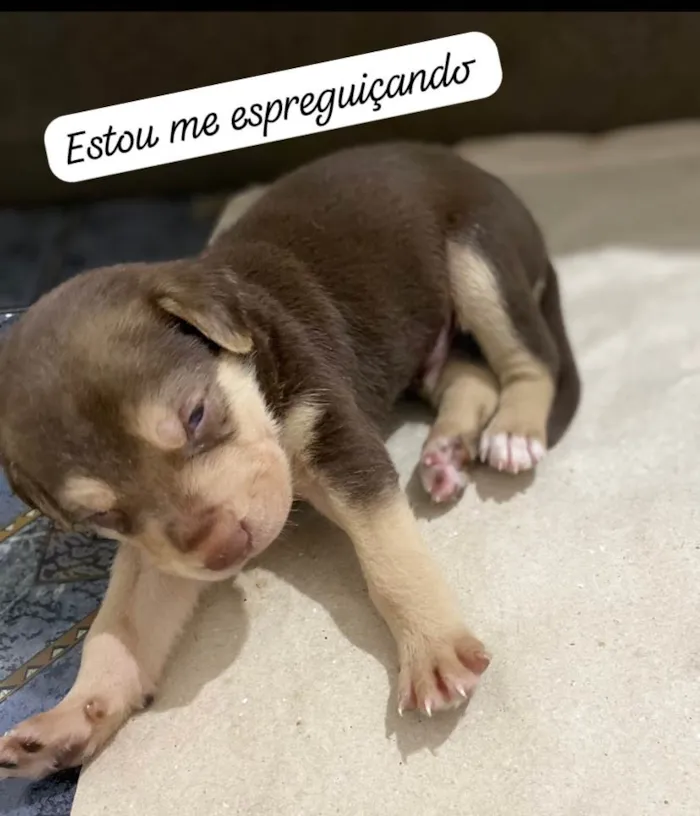 Cachorro ra a Mistura de labrador  com viralata  idade Abaixo de 2 meses nome Ainda não tem 