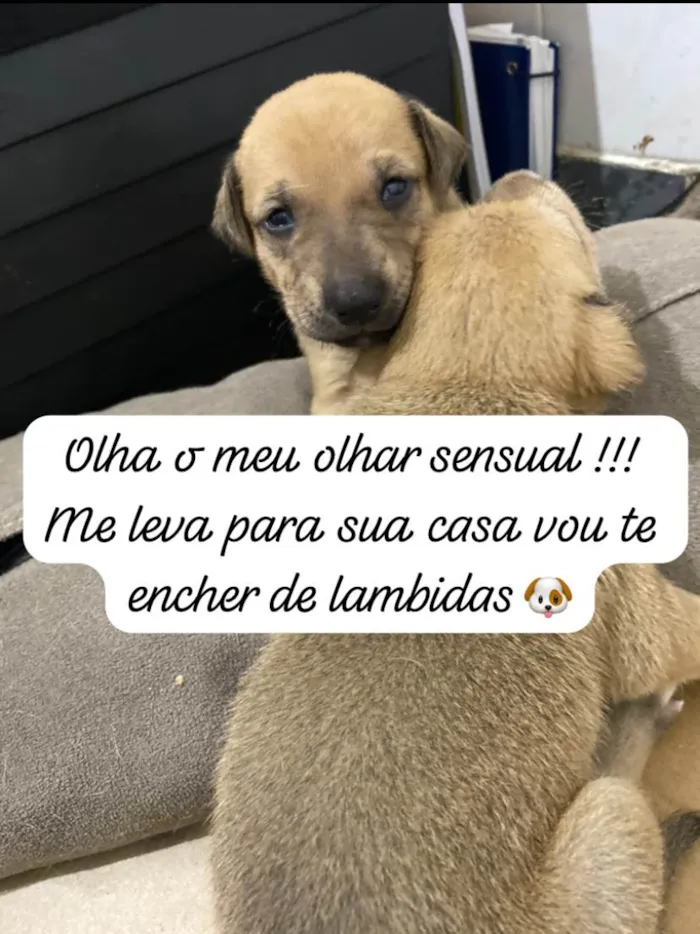 Cachorro ra a Mistura de labrador  com viralata  idade Abaixo de 2 meses nome Ainda não tem 