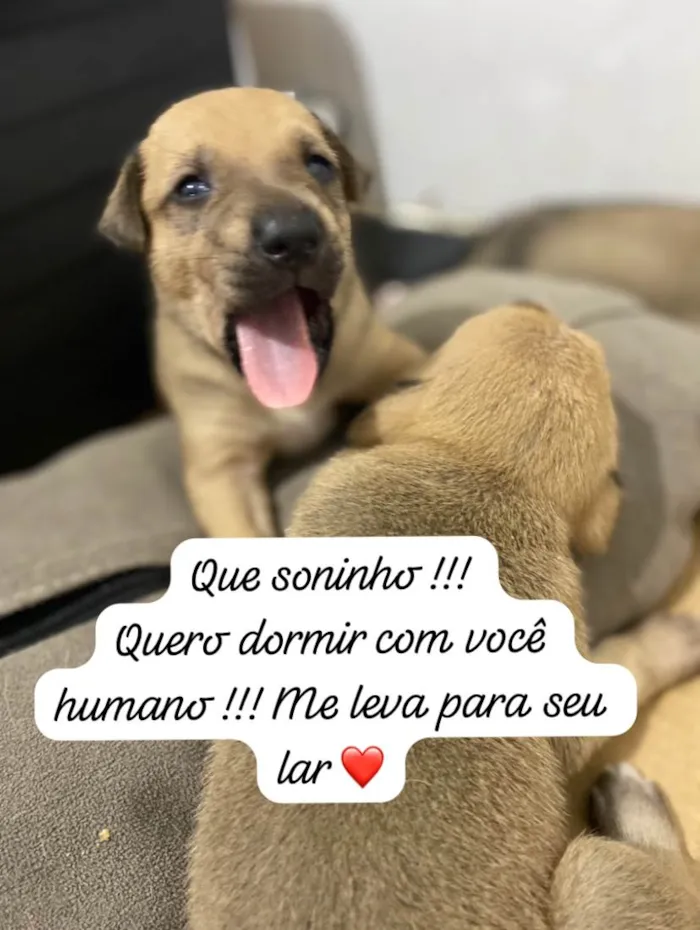 Cachorro ra a Mistura de labrador  com viralata  idade Abaixo de 2 meses nome Ainda não tem 