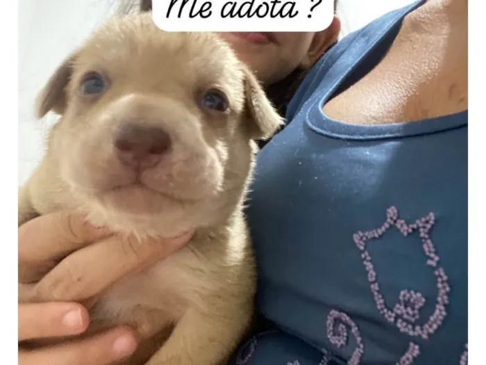 Cachorro ra a Mistura de labrador  com viralata  idade Abaixo de 2 meses nome Ainda não tem 