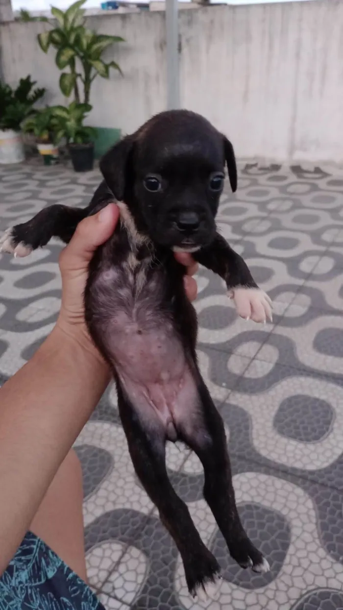 Cachorro ra a Basset-Cofap Com buldogue francês  idade Abaixo de 2 meses nome ?
