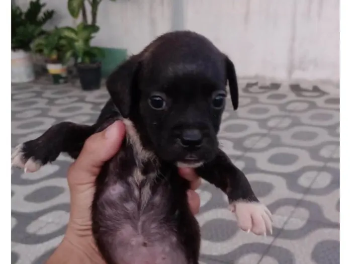 Cachorro ra a Basset-Cofap Com buldogue francês  idade Abaixo de 2 meses nome ?