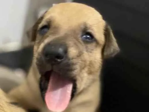 Cachorro ra a Mistura de labrador  com viralata  idade Abaixo de 2 meses nome Ainda não tem 