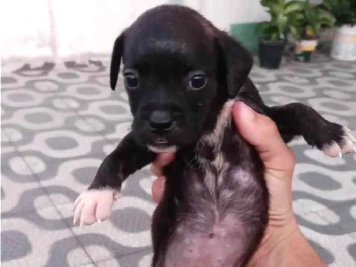 Cachorro ra a Basset-Cofap Com buldogue francês  idade Abaixo de 2 meses nome ?