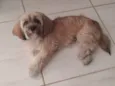 MAYA
